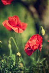 Obraz premium Red spring poppy