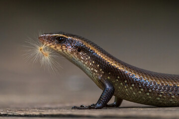 Common Sun Skink holding dandelion fluff in its mouth.