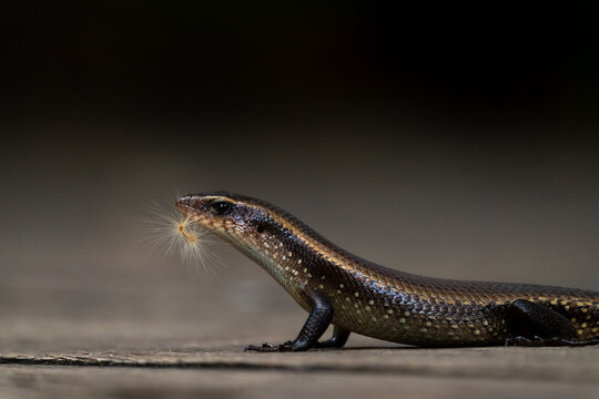 Common Sun Skink holding dandelion fluff in its mouth.