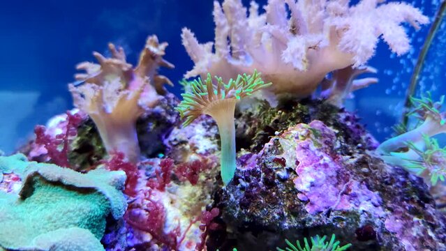 Beautiful colourful Palythoa (or Zoanthus) sea anemone hangs on coral reef and moves its tentacles in water. 4K resolution slow motion video. Beauty in nature theme.