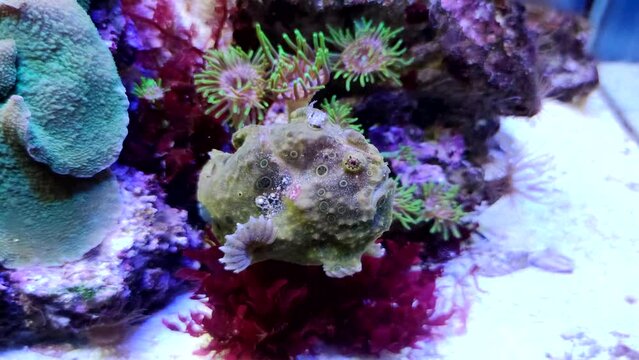 Untitled ProjectClose-up view of Brown painted frogfish (Antennarius pictus, belongs to anglerfish) lying on aquarium floor by colourful sea anemones and corals. 4K resolution video. Animals in the wi