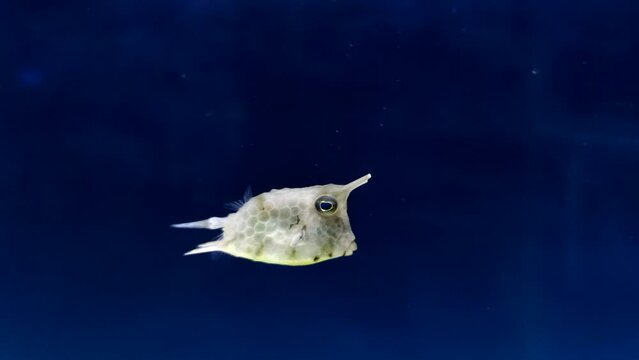 Close-up side view of small poisonous Lactoria cornuta (longhorn cowfish or horned boxfish) swimming in blue aquarium water. Soft focus. Slow motion video. Tropical fish theme.