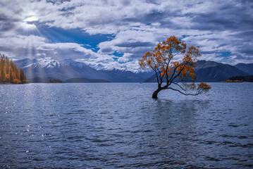 Rays of the sun falling over the Wanaka Tree and the lake.