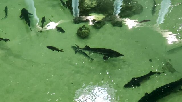 High angle view of large fresh water pool with various swimming sturgeon (russian sturgeon, sterlet and others) fish. Soft focus. Slow motion video. Fish farming theme.
