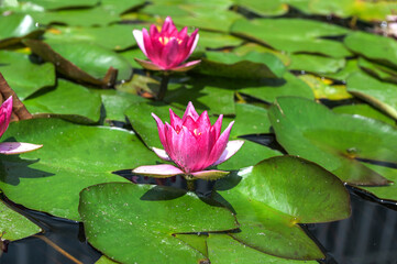 Pink nymphaea flowers on the pond surface.