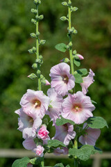 Close up of pink common hollyhock (alcea rosea)  flowers in bloom