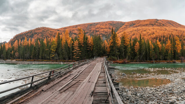 Dangerous dilapidated wooden road bridge over the Argut mountain river. Autumn panoramic view of the shallow river, forest and a long old wooden bridge. Remote region Altai Republic, Russia.