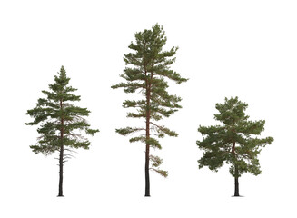 Set of Pinus sylvestris Scotch pine big tall tree isolated png on a transparent background...