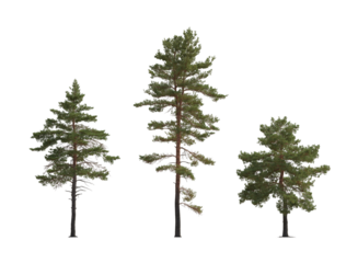 Pinus sylvestris Scotch pine big tall tree isolated png on a transparent background premium cutout in overcast light Pine Pinaceae pine Baltic Pine fir
