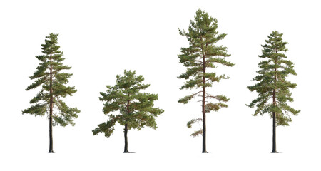 Set of Pinus sylvestris Scotch pine big tall tree isolated png on a transparent background perfectly cutout Pine Pinaceae pine Baltic Pine fir - obrazy, fototapety, plakaty