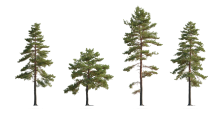 Set of Pinus sylvestris Scotch pine big tall tree isolated png on a transparent background premium cutout Pine Pinaceae pine Baltic Pine fir
