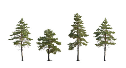 Set of Pinus sylvestris Scotch pine big tall tree isolated png on a transparent background...