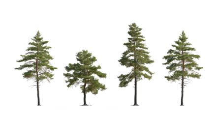 Pinus sylvestris Scotch pine big tall tree isolated png on a transparent background premium cutout in sunny light Pine Pinaceae pine Baltic Pine fir