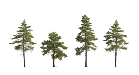 Abwaschbare Fototapete Set of Pinus sylvestris Scotch pine big tall tree isolated png on a transparent background perfectly cutout in sunny light Pine Pinaceae pine Baltic Pine fir © Roman