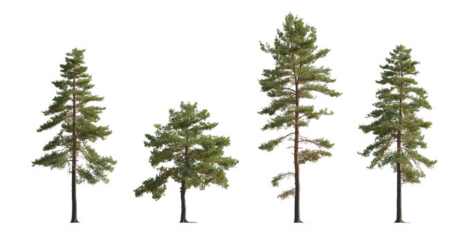 Set of Pinus sylvestris Scotch pine big tall tree isolated png on a transparent background perfectly cutout Pine Pinaceae pine Baltic Pine fir