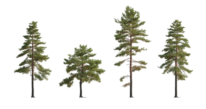 Set of Pinus sylvestris Scotch pine big tall tree isolated png on a transparent background premium cutout Pine Pinaceae pine Baltic Pine fir