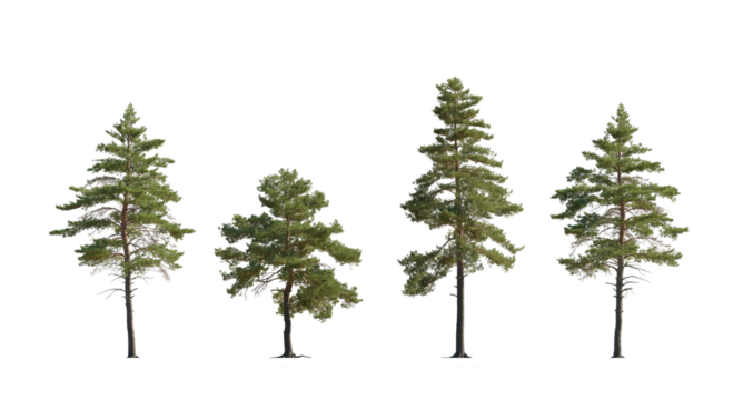 Pinus sylvestris Scotch pine big tall tree isolated png on a transparent background premium cutout in sunny light Pine Pinaceae pine Baltic Pine fir