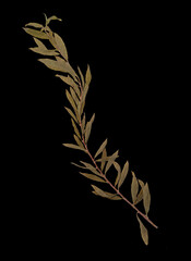 Herbarium Olive Branch Isolated on Black Background