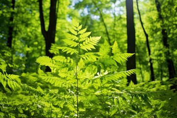 Fototapeta premium green forest foliage under bright sunlight