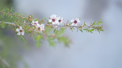 Manuka flowers blooming on defucusing background