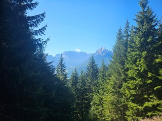 forest in the mountains