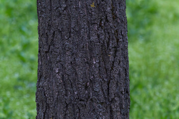 close up of trunk of tree against green grass