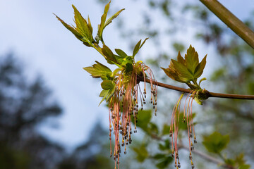 The ash-leaved maple Acer negundo flowers in early spring, sunny day and natural environment, blurred background