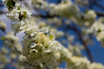 Selective focus of beautiful branches of plum blossoms on the tree under blue sky, Beautiful Sakura flowers during spring season in the park, Floral pattern texture, Nature background