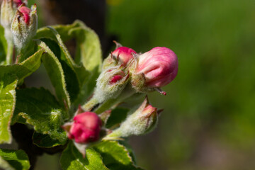 Flower buds, flowers and green young leaves on a branch of a blooming apple tree. Close-up of pink buds and blossoms of an apple tree on a blurred background in spring. Selective focus