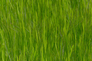 close up of green grass on meadow