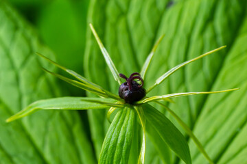Paris quadrifolia. Flower close-up of the poisonous plant, herb-paris or the knot of true lovers. Blooming grass Paris. Crow's eye or raven eye, poisonous berry in the forest