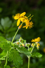 Fototapeta premium Macro photo of natural yellow flowers of celandine. Background blooming flowers plant celandine