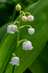 Selbstklebende Fototapeten Lily of the Valley flowers Convallaria majalis with tiny white bells. Macro close up of poisonous flowering plant. Springtime herald and popular garden flower © Oleh Marchak