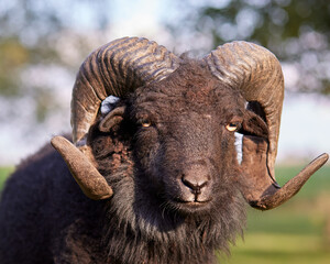 Closeup of head of brown male ouessant sheep with big horns