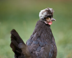 Closeup portrait of black Poland chick isolated on blurred garden background