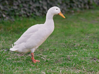 White Indian runner duck in park