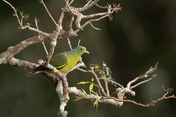 Bruce's green dove, also known as the yellow-bellied fruit dove, is a species of bird in the family...