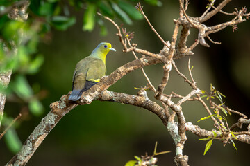 Bruce's green dove, also known as the yellow-bellied fruit dove, is a species of bird in the family Columbidae.