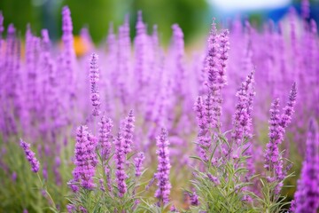 depth of field shot of perennial lavender plants