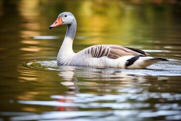 Naklejka na ściany i meble a goose swimming in a tranquil lake