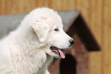 Head from Puppy of the Dog Great Pyrenees - 660337883