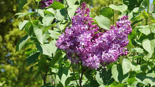 common lilac flowering in the garden in springtime.