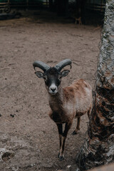 A goat starring into the camera 
