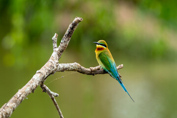 The Asian green bee-eater, also known as the little green bee-eater and green bee-eater in Sri Lanka, is a passerine bird in the bee-eater family.