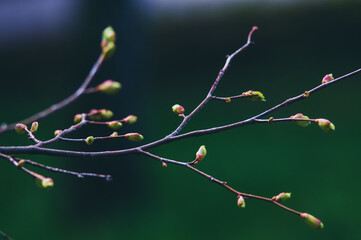 Tree branch with buds