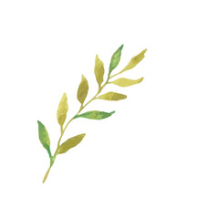 Floral Watercolor Illustration