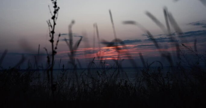 Spikelets against the background of the sunset evening sky, original audio included