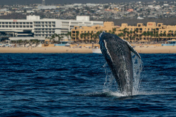humpback whale breaching in cabo san lucas baja california sur mexico pacific ocean