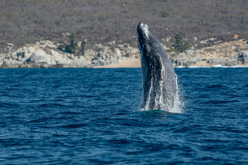 Fototapeta premium humpback whale breaching in cabo san lucas baja california sur mexico pacific ocean