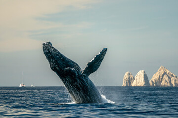 humpback whale breaching in cabo san lucas baja california sur mexico pacific ocean - obrazy, fototapety, plakaty